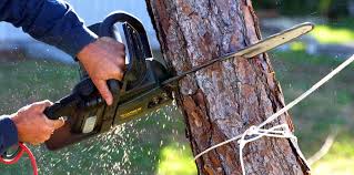 Best Pest Control for Lawns  in Bellmawr, NJ