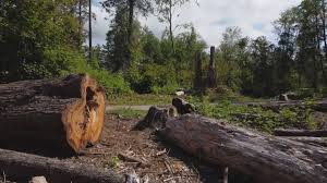 Best Tree and Shrub Care  in Bellmawr, NJ