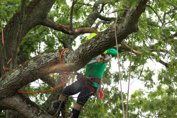 Best Tree Mulching  in Bellmawr, NJ