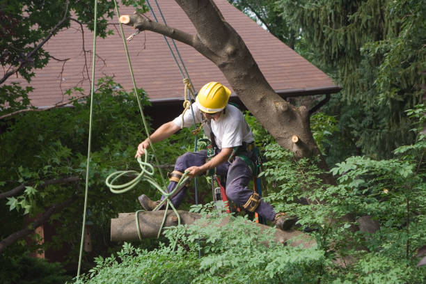 Best Grass Overseeding  in Bellmawr, NJ