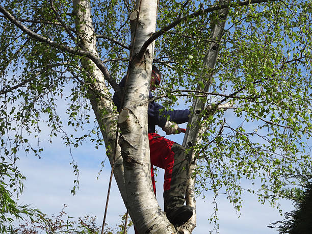 Professional Tree Care in Bellmawr, NJ